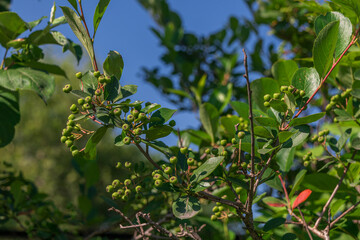 A vibrant image showcasing green berries flourishing on a plant branch under a bright, blue sky.