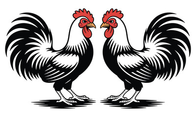 rooster isolated on white background