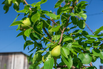 A beautiful pear tree laden with ripe, green fruit under a clear, blue sky.