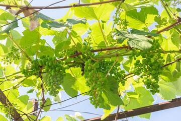 Vibrant green grapes hanging from a vine in the sunlight, ready for harvest.