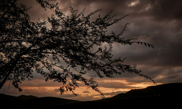 Tree branches silhouette against cloudy sky and mountain landscape at sunset