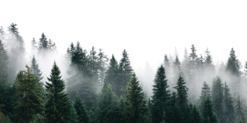 smoky or foggy dark pine forest landscape with sky isolated on white or transparent png