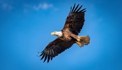 Fototapeta premium majestic eagles soaring in blue sky with outstretched wings and vibrant feathers displaying power