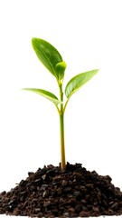 Vibrant green seedling emerging from rich dark soil plant growth