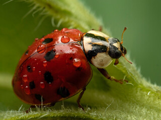 ladybug 