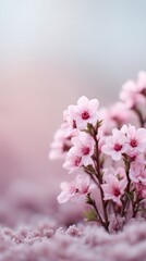 Naklejka premium Delicate cherry blossoms bloom in frosted morning haze, whispering serenity and renewal on Hanami and Sakura Matsuri