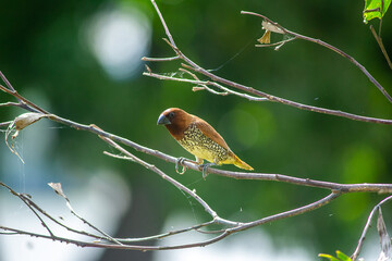robin on a branch