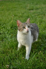 Stray cat sitting on green grass in Kayseri, Turkey - July 2025
