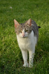 Stray cat sitting on green grass in Kayseri, Turkey - July 2025