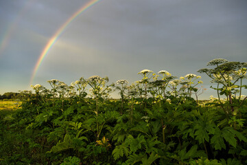 Sosnowsky's hogweed Heracleum sosnowskyi is a dangerous invasive plant. Rainbow on the hogweed field