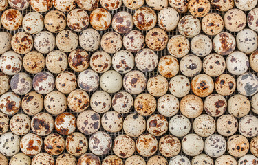 A close-up view of numerous fresh quail eggs arranged in neat rows, showcasing their distinctive...