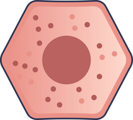 A stylized illustration of a hepatocyte. This hexagonal liver cell features a prominent nucleus and organelles, representing the basic anatomical and functional unit of the liver.
