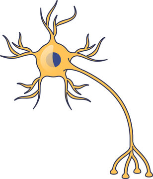A stylized illustration of an interneuron. Shows the cell body, nucleus, dendrites, and axon, representing neural communication and signal transmission within the central nervous system.