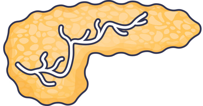 A stylized illustration of the human pancreas, the source of digestive enzymes. The image highlights the organ's anatomy, including the pancreatic ducts that transport these essential compounds.