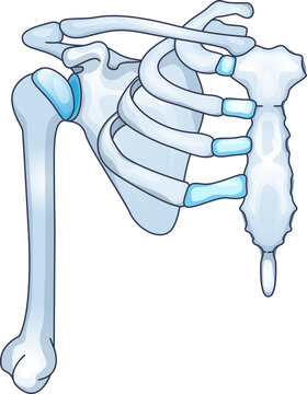 Anatomical illustration of the shoulder girdle. Shows the clavicle, scapula, and humerus connecting to the sternum and rib cage. For medical or educational use.