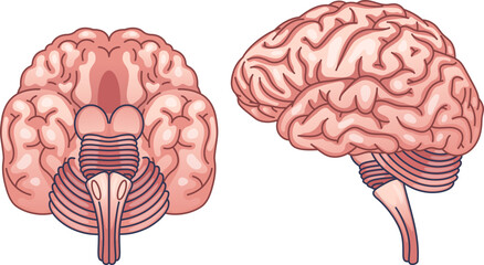 A stylized coronal cross-section of the human brain. This illustration represents the core of cognitive function, neuroscience, and mental health, showing the inner structures of the mind.