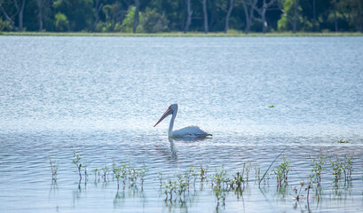 pelicans on the lake