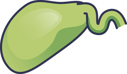 A simple illustration of the gallbladder, the body's bile reservoir. This pear-shaped organ stores bile, crucial for fat digestion. Depicts the organ and its duct.