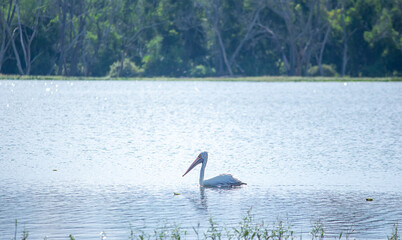pelicans on the lake