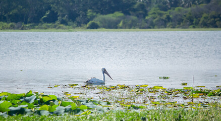 pelicans in the lake