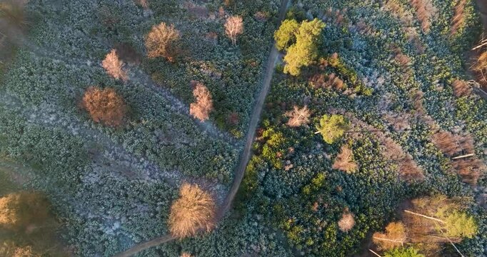 Aerial view of open fields in forest, Amerongse Berg, Utrecht, Netherlands