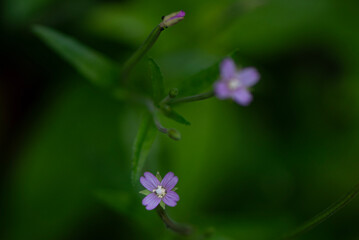 Purple Flowers in natural background