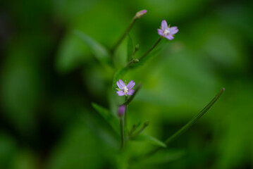Purple Flowers in natural background