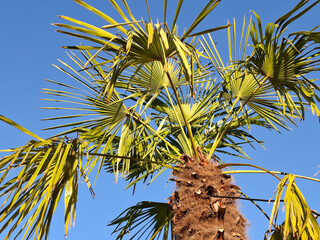 Chinese windmill palm in Romania. Trachycarpus fortunei
