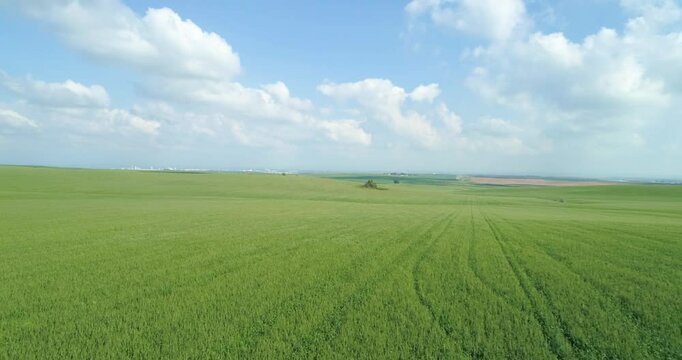 Aerial View of green grassland and wheat field. Ruhama Badlands, Israel.