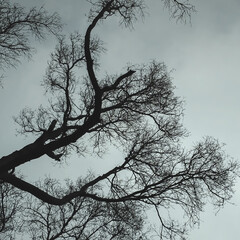 Bare winter branches of a large tree against a muted gray sky.