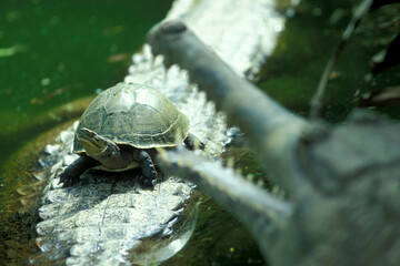 Obraz premium INDONESIA BALI UBUD CROCODILE TURTLES