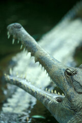 INDONESIA BALI UBUD CROCODILE
