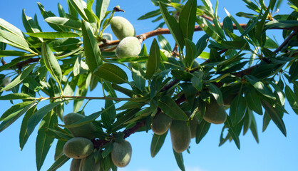 Almond tree branches with ripening green almonds against blue sky in Tenerife,Canary Islands,Spain.
