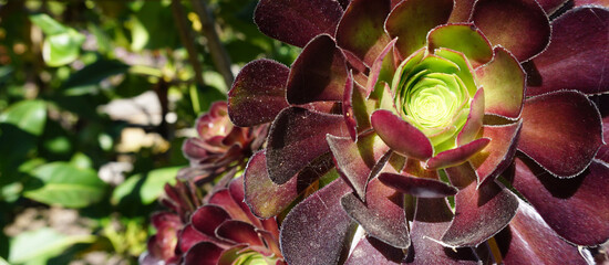Aeonium arboreum, Tree houseleek or Irish rose tropical succulent plant close up. Nature background for design. Selective focus.