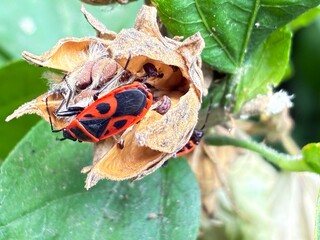 Pyrrhocoris apterus.