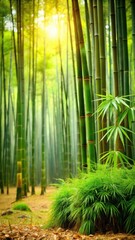 Fototapeta premium Bamboo sedge in forest habitat