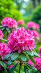 Fototapeta premium Vibrant pink rhododendron blooms against a serene green background in the lush Botanical garden