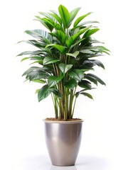 A tall indoor plant in a large pot with lush green leaves and vibrant foliage standing alone against a plain white background