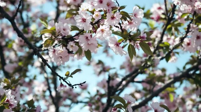 Pink cherry tree blossoms herald the arrival of spring, with delicate petals blooming against the sky, showcasing nature's beauty 4k horizental cenematic video footage