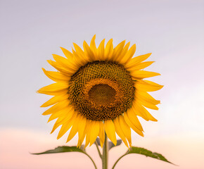 Vibrant Sunflower Against Pastel Sky
