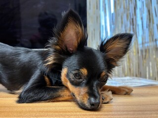 Small black and tan dog relaxing on wooden floor indoors