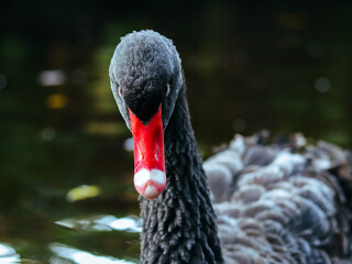 black swan in the lake