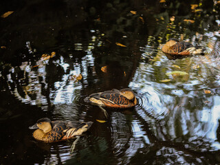ducklings bathing in the lake