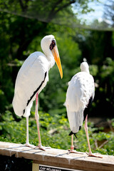 pelican on a rock