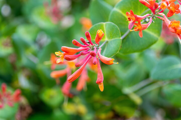 Close-up of vibrant red and orange honeysuckle flower with green leaves. Lonicera sempervirens,...