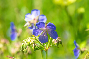 Close-up of vibrant blue wildflowers against a lush green background. Geranium pratense, the meadow...
