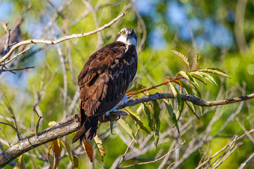 Osprey