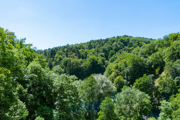 Lush green forest landscape under clear blue sky in summer