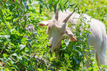 White goat grazing in lush green foliage on a sunny day