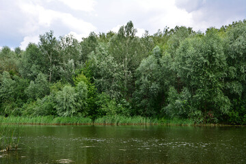 Lakeside Forest A Tranquil Scene of Trees and Water wallpaper